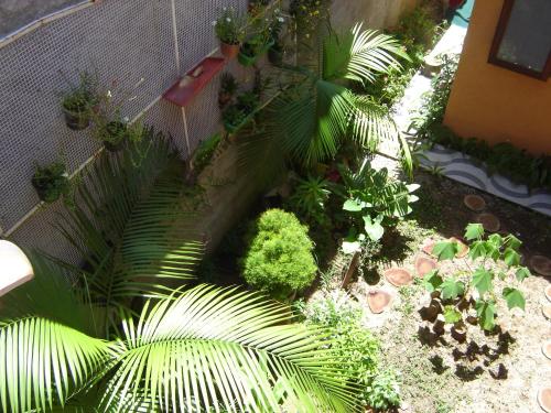 a garden with palm trees and plants and a building at Pousada Preamare in Ubatuba