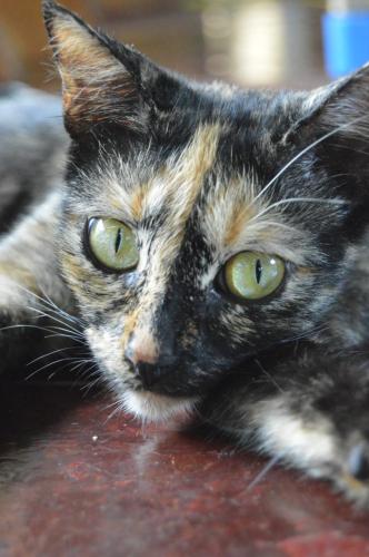 a cat with green eyes laying on a table at Beverly's Hill Guest House in Bocas del Toro