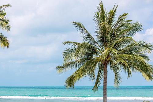 a palm tree on a beach with the ocean at Villa SeaNest Samui in Laem Sor