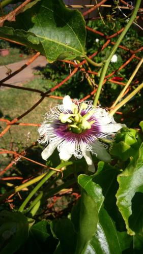 a white and purple flower on a plant with leaves at Villa Victoria in Trou dʼ Eau Douce