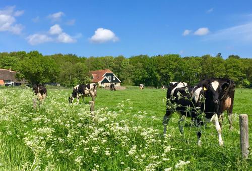 a group of cows grazing in a field at Bed & Bos de 14 Sterren in Den Burg
