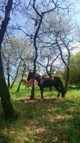 two horses standing in a field next to trees at Locanda Delle Noci in Perugia