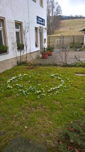a field of white flowers in front of a building at Landpension Haupt in Sebnitz