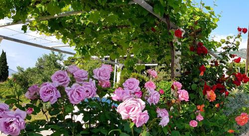a bunch of pink roses hanging from a pergola at Apartments Antonio in Cavtat