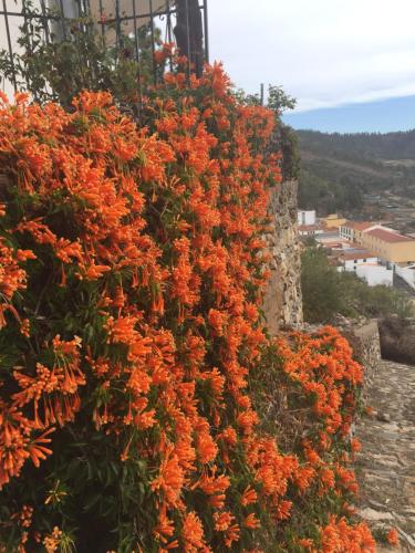 a bush of orange flowers on a stone wall at El Mirador in Vilaflor
