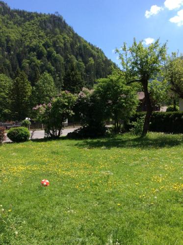 a ball in the grass in a field with trees at kajakshop-wildalpen in Wildalpen