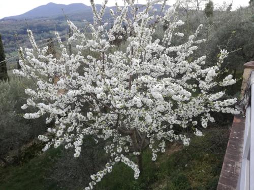 Ein weißer Baum mit weißen Blumen drauf. in der Unterkunft villa Ada Belriguardo in Sarteano