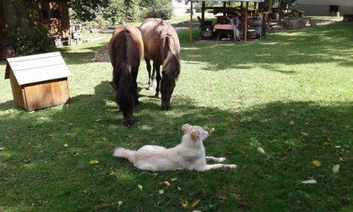 a dog laying in the grass next to two horses at Kétbodonyi Apartments in Kétbodony