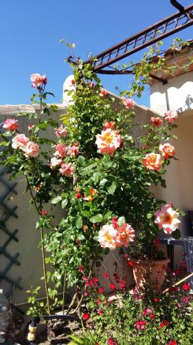 Au Bon Penequet – Photos 5