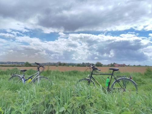 two bikes parked in a field of tall grass at Guesthouse Kolibriehuys in Nieuwkerke