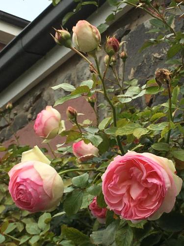 a group of pink roses on a plant at Province in Portland