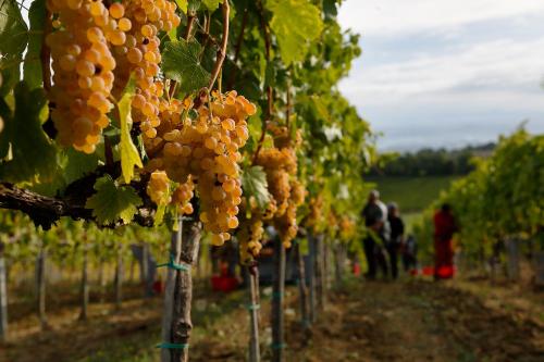 a bunch of grapes hanging from trees in a vineyard at Casale Fusco in Spoleto