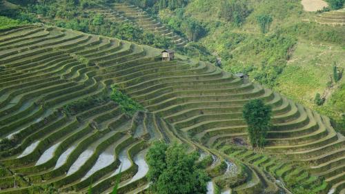 an aerial view of rice terraces on a mountain at Huy Trung Homestay in Bắc Hà