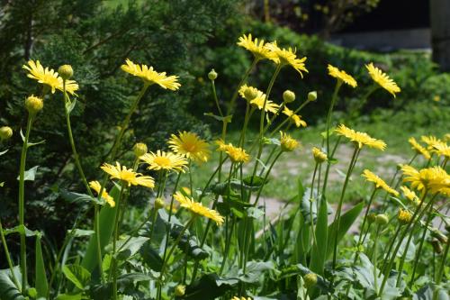 a bunch of yellow flowers in a garden at Apartment Dony in Donovaly