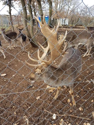 a deer standing behind a wire fence at Guest House Betiga in Barbariga
