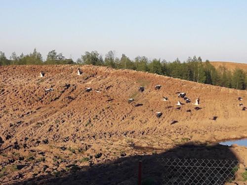 a flock of birds flying over a dirt field at Zagroda z Antonówką in Szypliszki