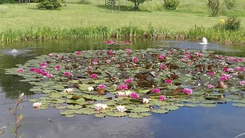 a bunch of pink flowers and lily pads in a pond at Manoir de La Brunie-Grand Longere in Coux-et-Bigaroque