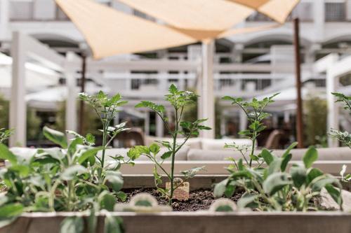 a group of plants in front of a building at Hotel Saraceno Resort with Private Beach in Milano Marittima