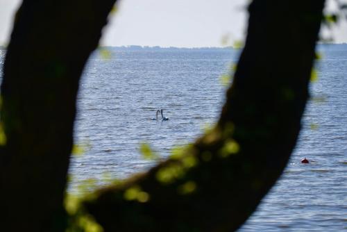 a view of a body of water through a window at Laiko marios in Preila