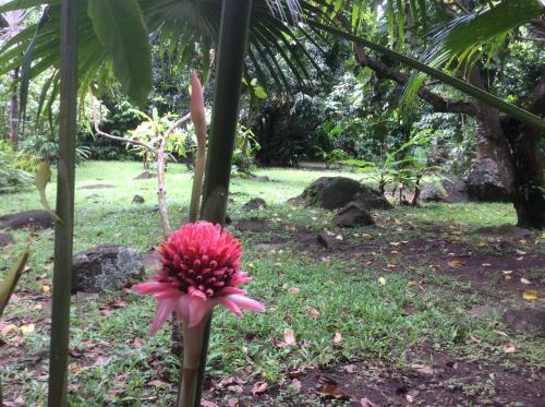 a pink flower on a tree in the grass at Les Manguiers in Deshaies
