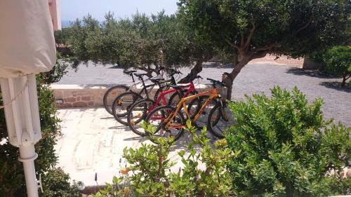 a group of bikes parked next to a tree at Lithos Traditional Guest Houses in Xerokampos