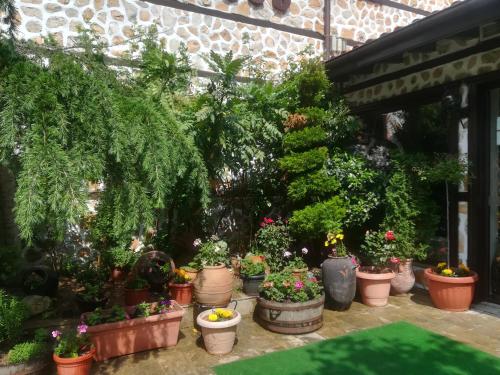 メルニックにあるElli Greco Hotelの鉢植えの植物がたっぷりと茂る温室
