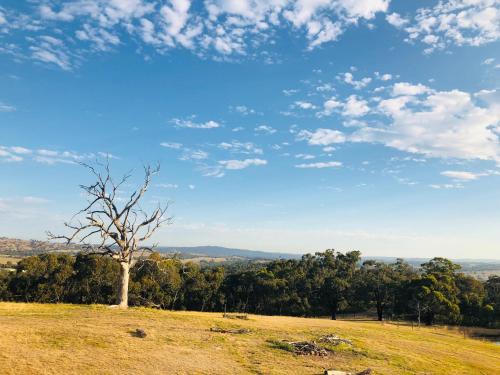 a dead tree on top of a field at Hilltop Tiny House by Tiny Away in Tallarook