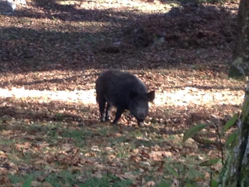 a black pig walking in the grass in a field at Locanda Marzi in Faicchio