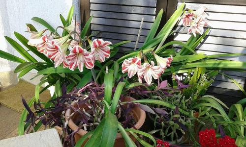 Galeriebild der Unterkunft Apartment Tijano in Krnica