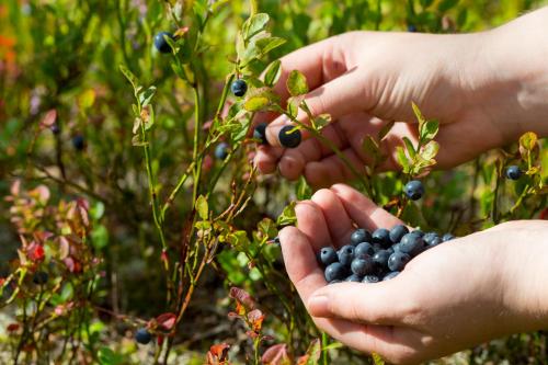 two hands holding a bunch of blueberries on a plant at Ounasvaaran Lakituvat Chalets in Rovaniemi
