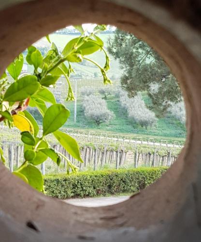 a view of a garden through a round window at Masseria del Vino in Loreto Aprutino
