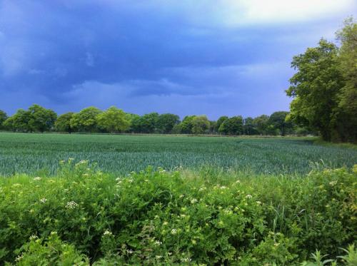 a field of grass with a blue sky and trees at killarney barn in Petersfield