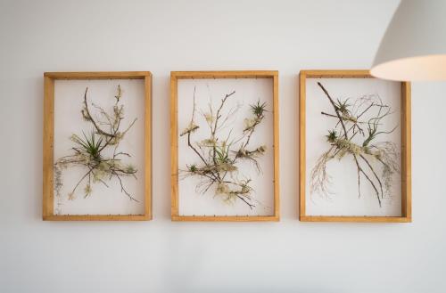 four frames on a wall with plants in them at Apartamentos Praça Amarela by Heart of Funchal in Funchal
