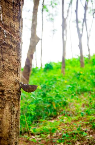 a tree trunk with a branch sticking out of it at Roshara Nalla in Giriulla