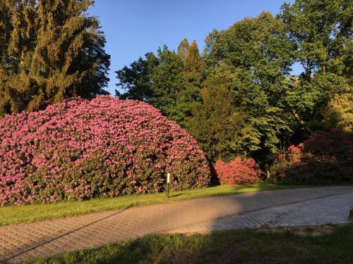 a large bush of pink flowers next to a road at Ferienwohnung Am Grünbach 2 in Kurort Rathen