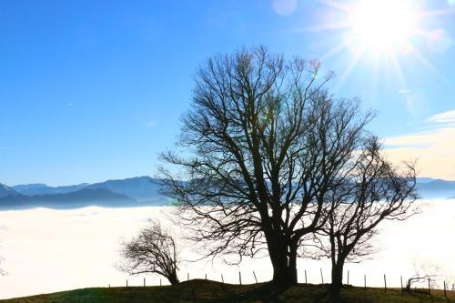 two trees on a hill with the sun in the sky at Miniponyhof Biohof Almbauer in Waidhofen an der Ybbs
