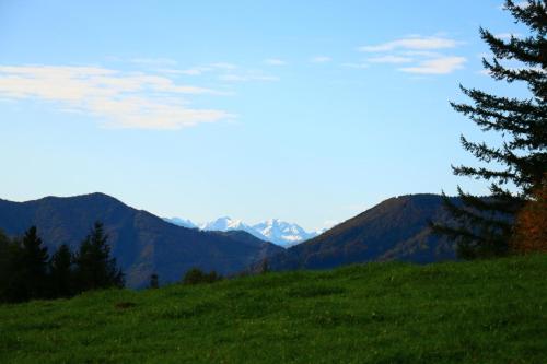 a green hill with a tree and mountains in the background at Miniponyhof Biohof Almbauer in Waidhofen an der Ybbs