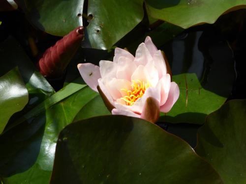 a pink water lily in a pond with leaves at Landhaus Fischer in Sankt Andreasberg