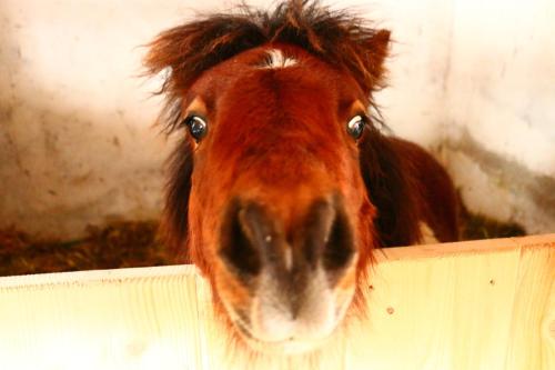 a close up of a horse looking over a fence at Miniponyhof Biohof Almbauer in Waidhofen an der Ybbs