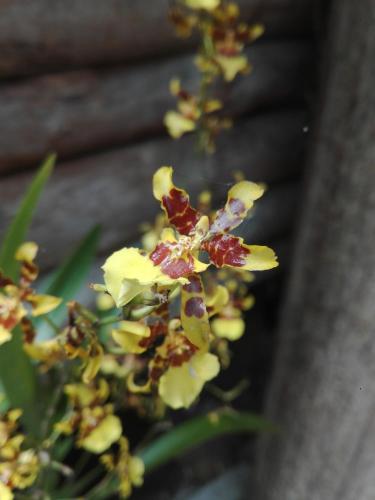 a group of yellow and red flowers on a plant at Paraiso Verde in Chijoú