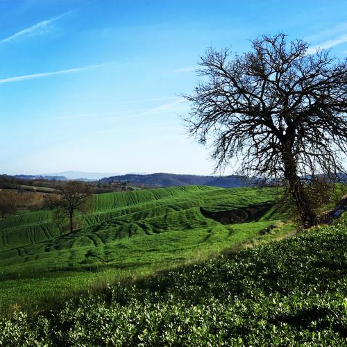 a tree in the middle of a green field at B&B Locanda Toscanini in Cetona