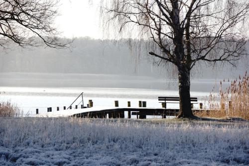 a bench next to a tree next to a lake at Ferien in Himmelpfort in Himmelpfort