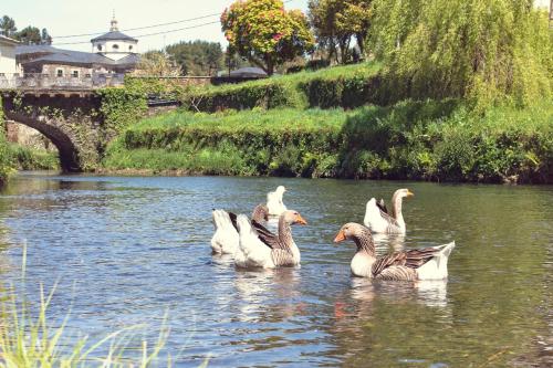 a group of ducks swimming in the water at Pensión Santa Rosa in Samos