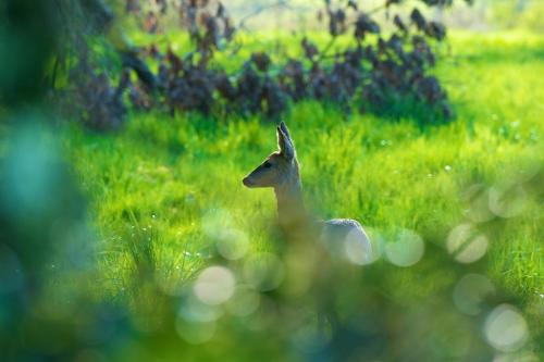 a baby deer standing in a field of grass at La grange des Palles in Vijon