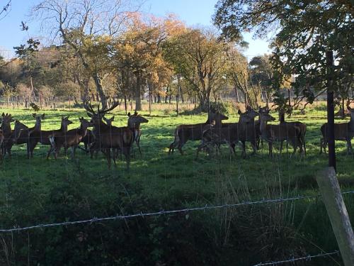 a herd of animals standing in a field at killarney barn in Petersfield