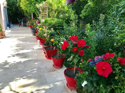 a row of potted flowers in a garden at Domaine de l'Aufrene in Hyères