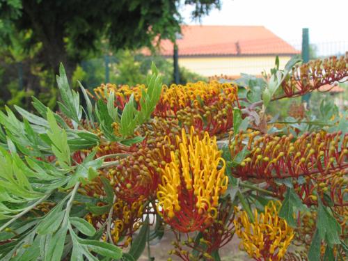 a bunch of plants with yellow and red flowers at Quinta Sobral Prestige - Rustic House in Sobral de Monte Agraço