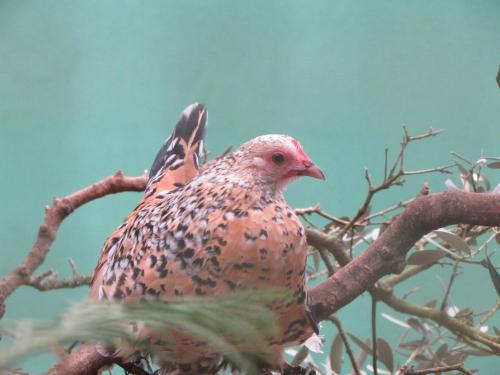 a bird perched on top of a tree branch at Quinta Sobral Prestige - Rustic House in Sobral de Monte Agraço
