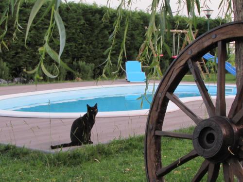 a black cat sitting next to a swimming pool at Quinta Sobral Prestige - Rustic House in Sobral de Monte Agraço