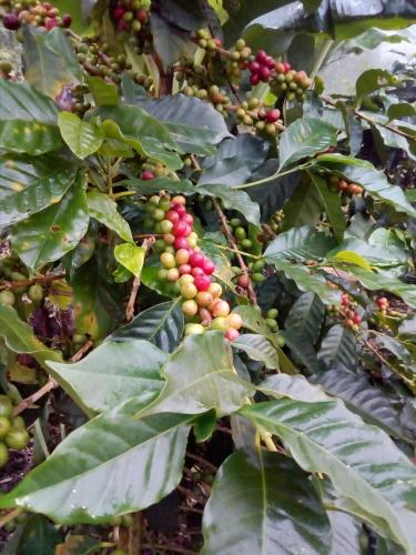 a bunch of fruits on a tree with leaves at Hotel Montecillos in San José